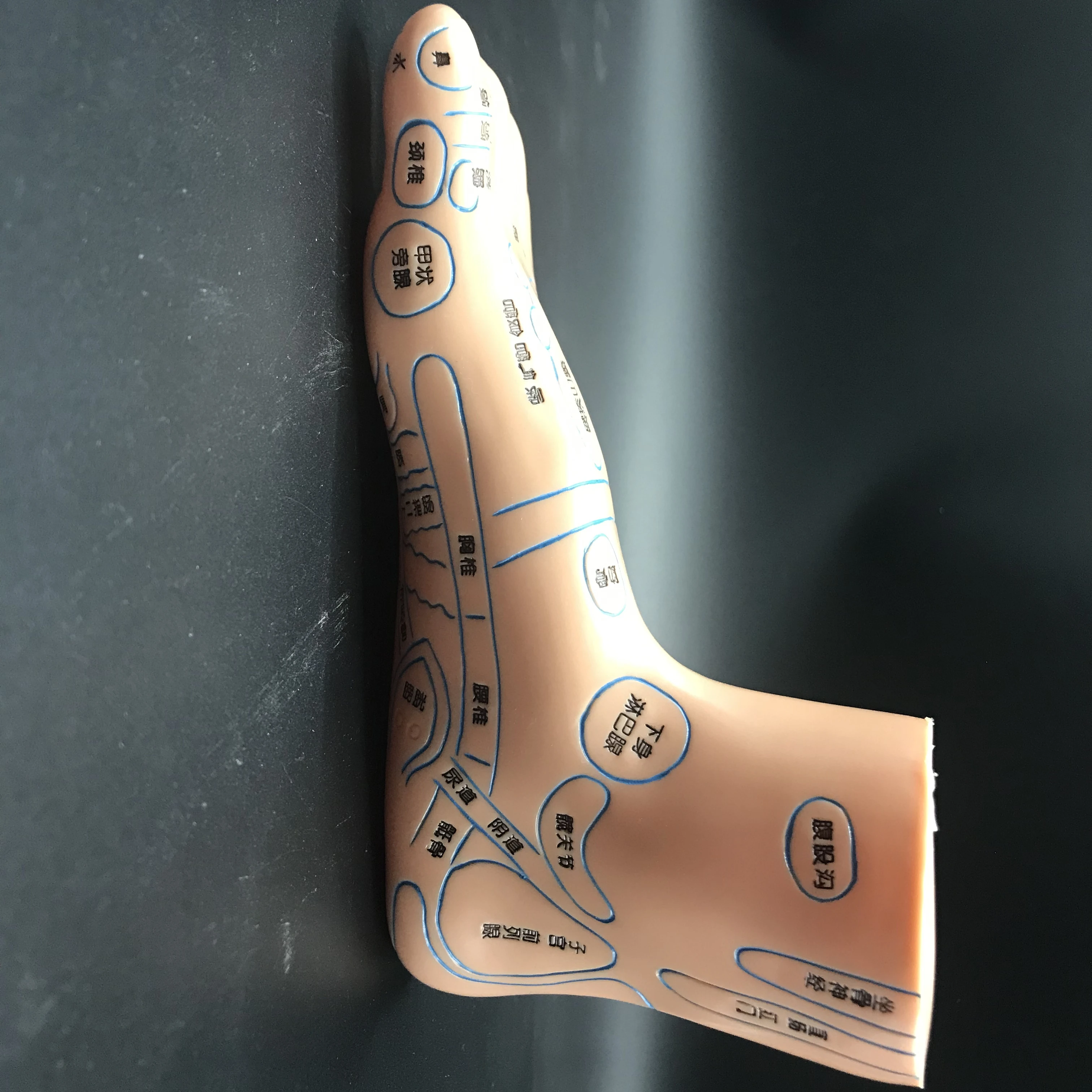 Foot Acupuncture Point Model Acupoint Teaching Right Feet Massage Area Teaching Tool Acupoint Anatomy Model