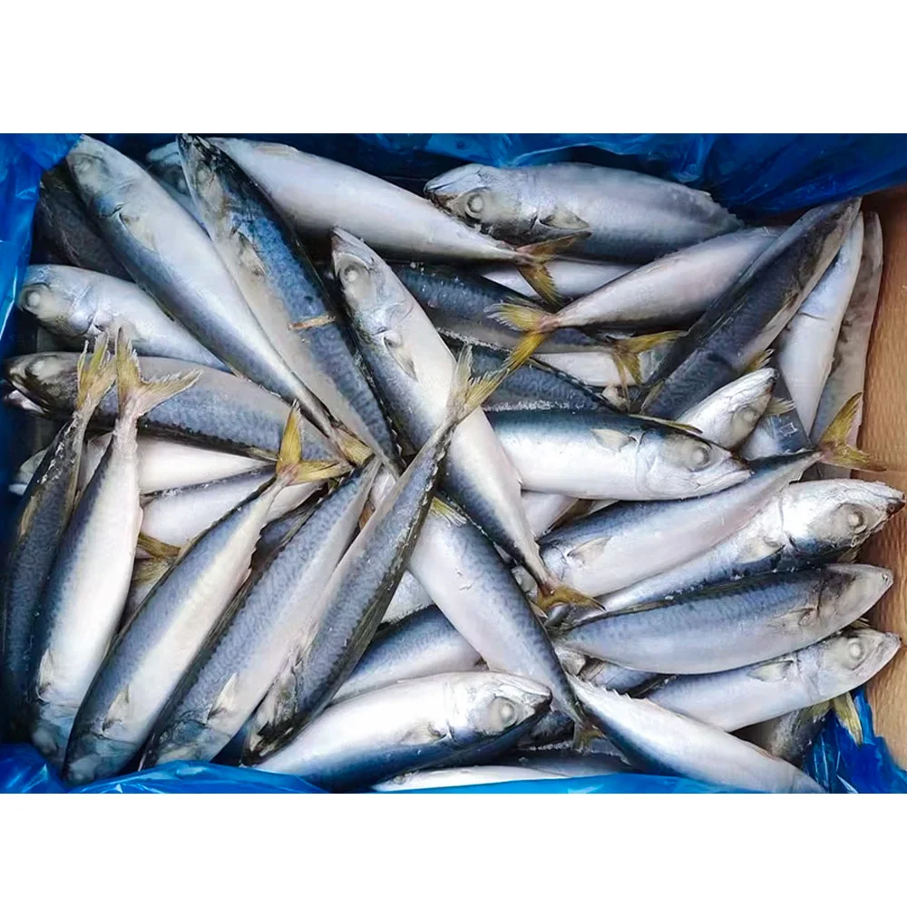 Frozen carton mackerel fish kosher frozen altlantic mackerel fish frozen pacific mackerel price