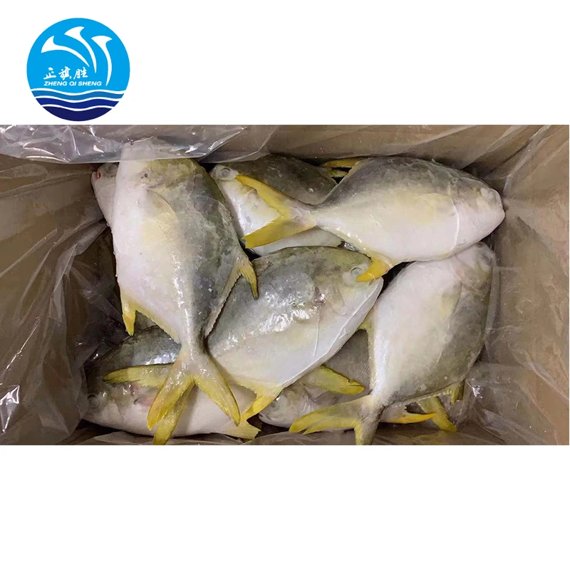 quality frozen seafood pomfret fish golden pomfret exporter big size iqf frozen silver pomfrets