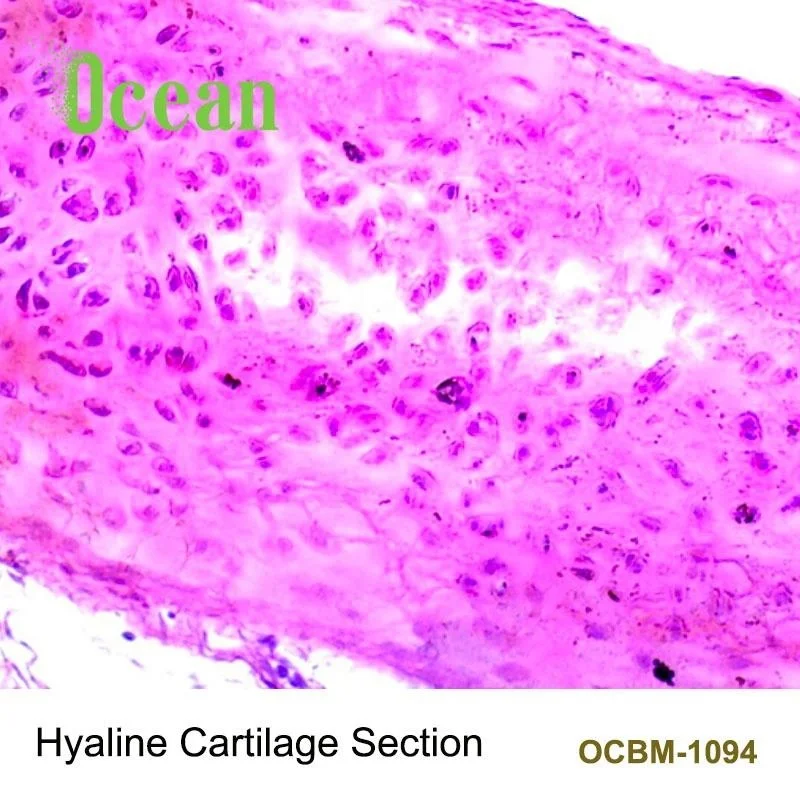 Hyaline Cartilage Section high quality lab histology microscope prepared slides specimen