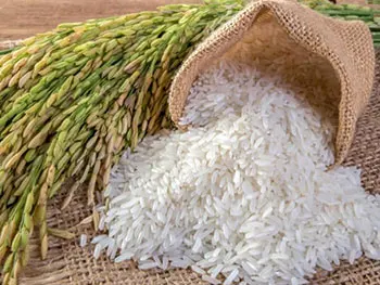 Cheap Price Agriculture Grain Rice White Jasmine Rice Thailand Ready to Eat 100% Thai Rice from Supplier in Thailand