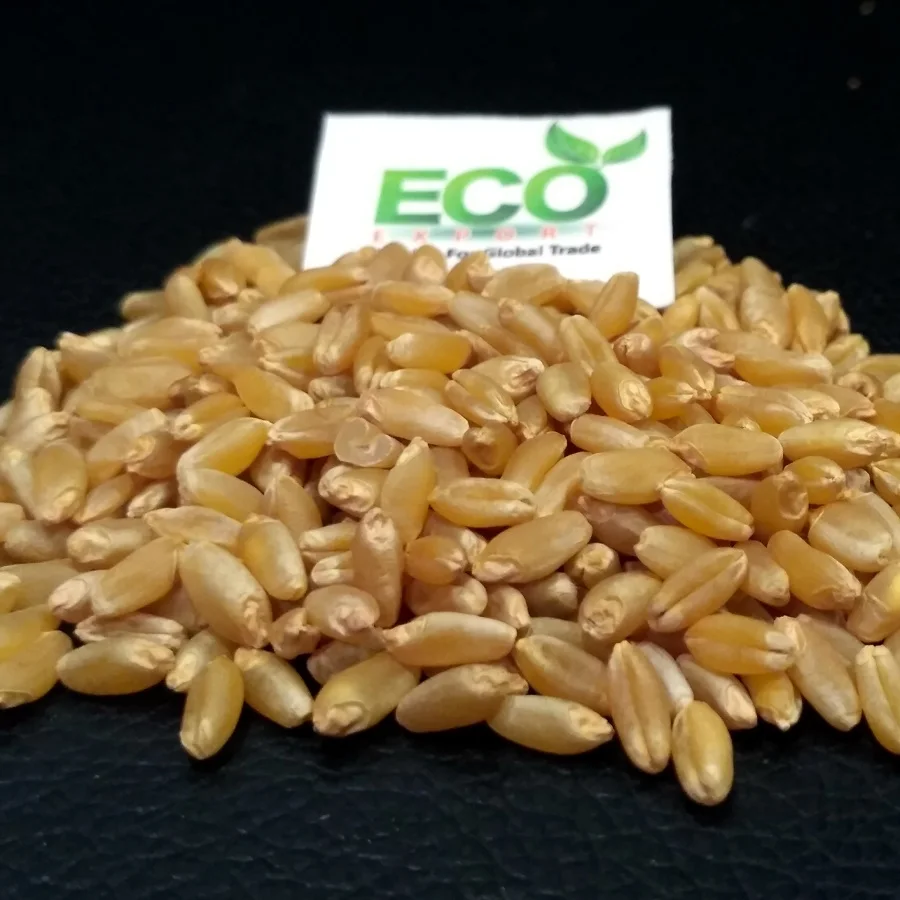 Новый урожай зерна твердой пшеницы из Индии