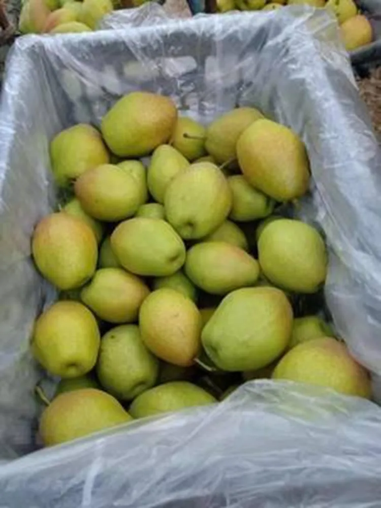 
Manufacturer Best China Green Tasty Fragrant Pear 