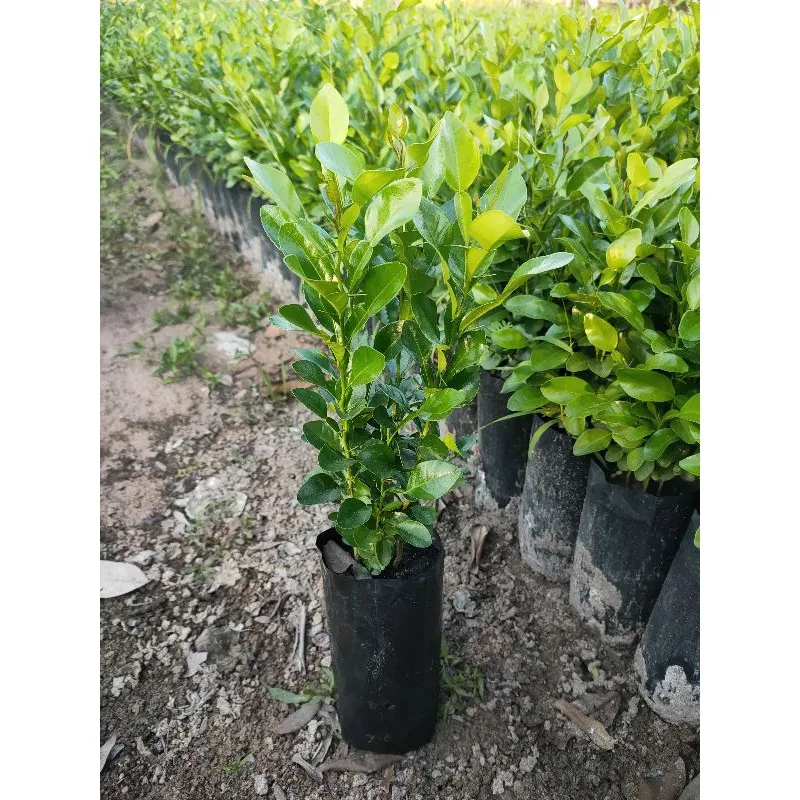 
100% Supplier Good Price Real Plant Herbal Kaffir Lime Tree from Thailand 