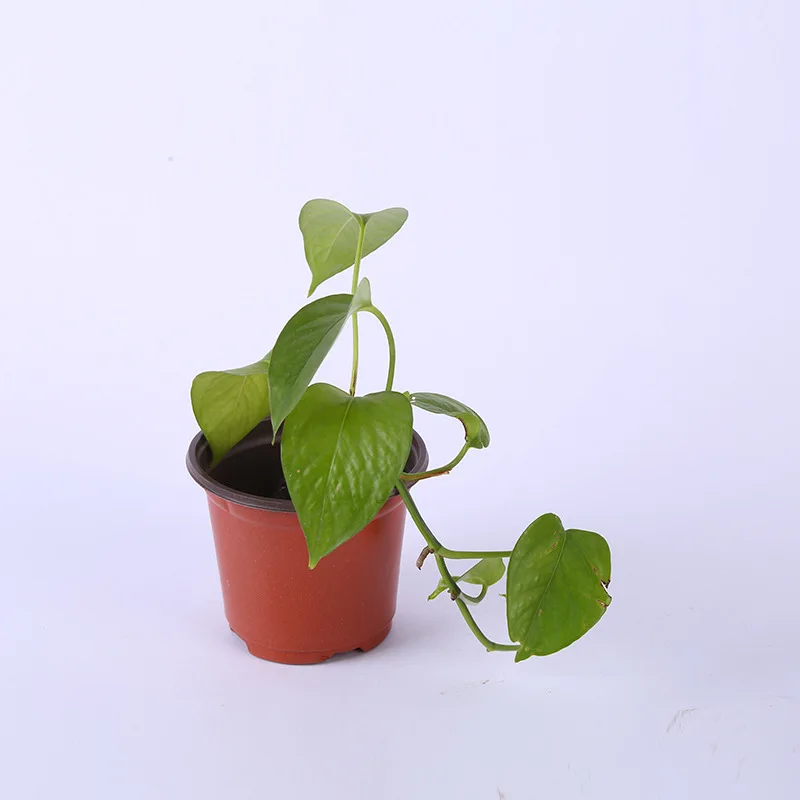 Nursery wholesale Indoor Healthy Root Seeds Grow rust Transplant mini home round flower plastic garden pots for sale