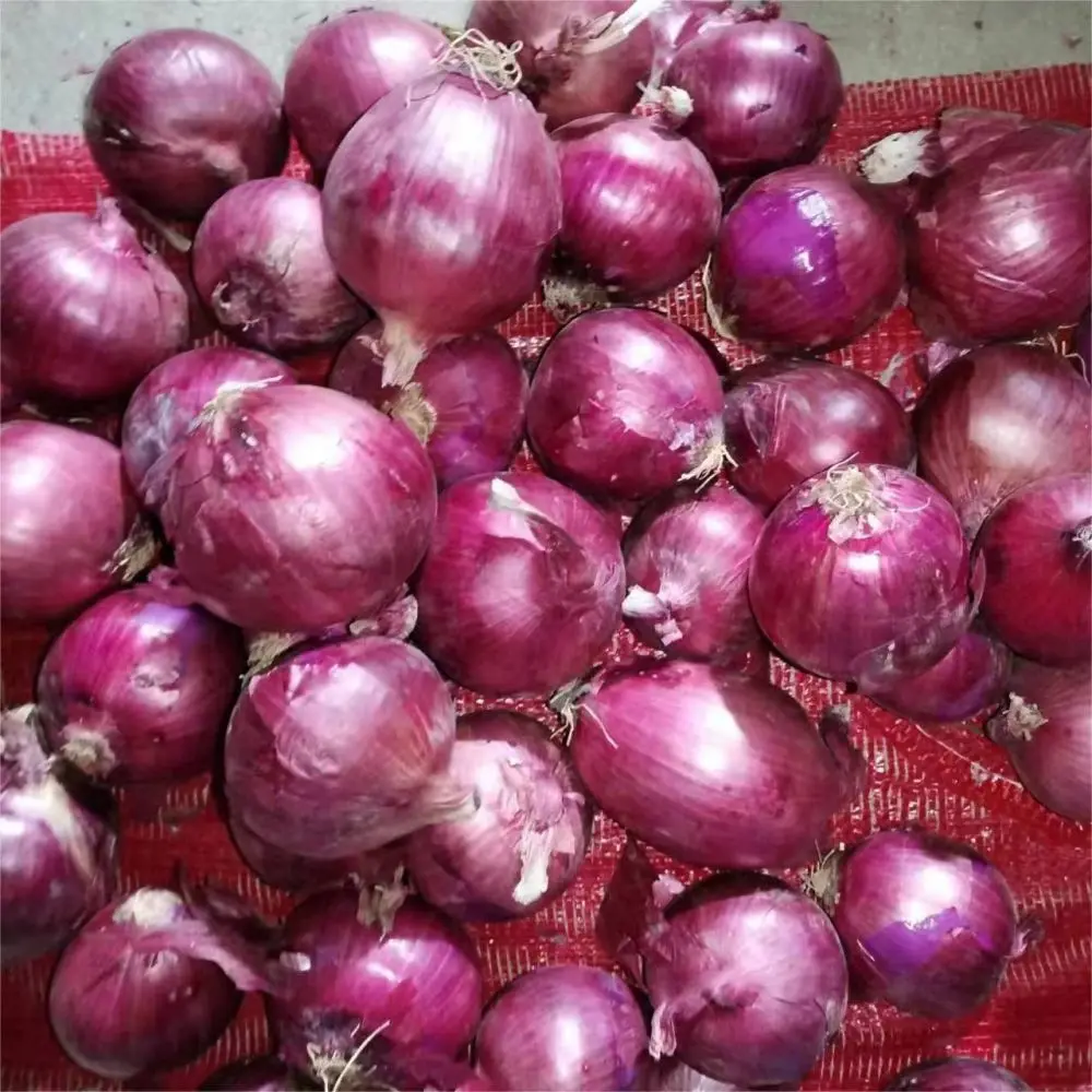 New Crop Fresh Vegetables Hot Selling Good Quality  Red Onion to Export