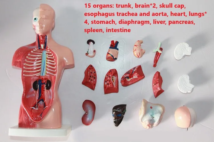 26cm Human Torso Model  Anatomy Assembly Model for Medical Teaching