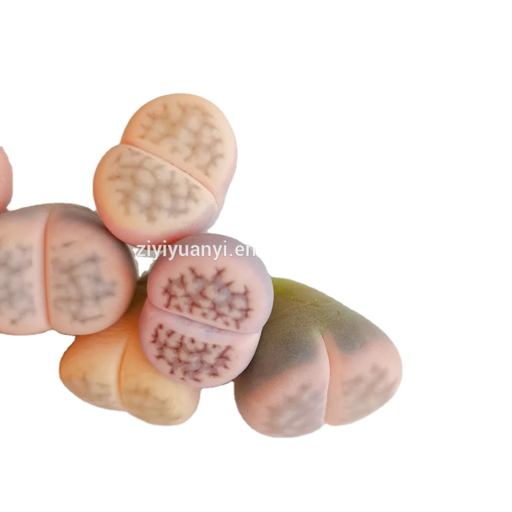 Lithops wholesales nature plant live stone plant lithops pot
