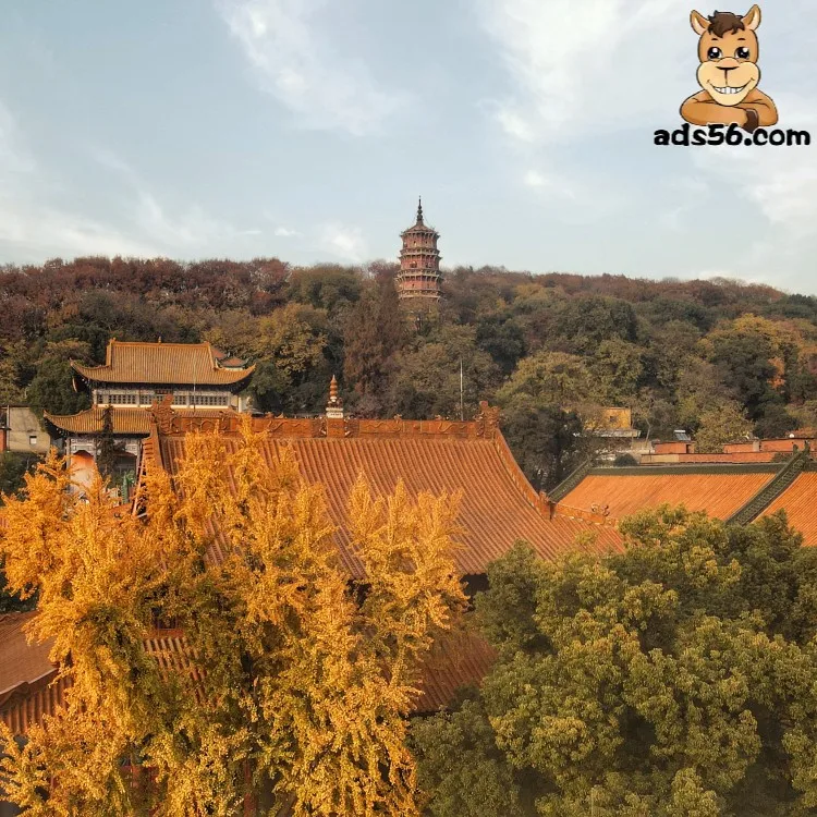 International logistics DHL FEDEX express shipping Air shipment door to door Freight forwarder China  to Australia pure battery