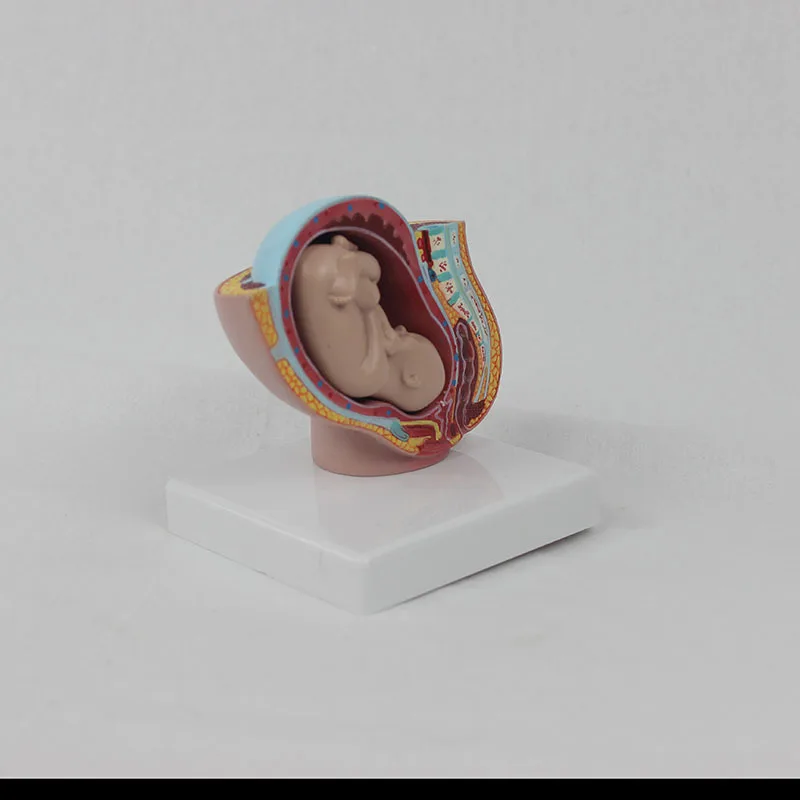 Reproductive system PVC emulsion model of human and child pelvis small size