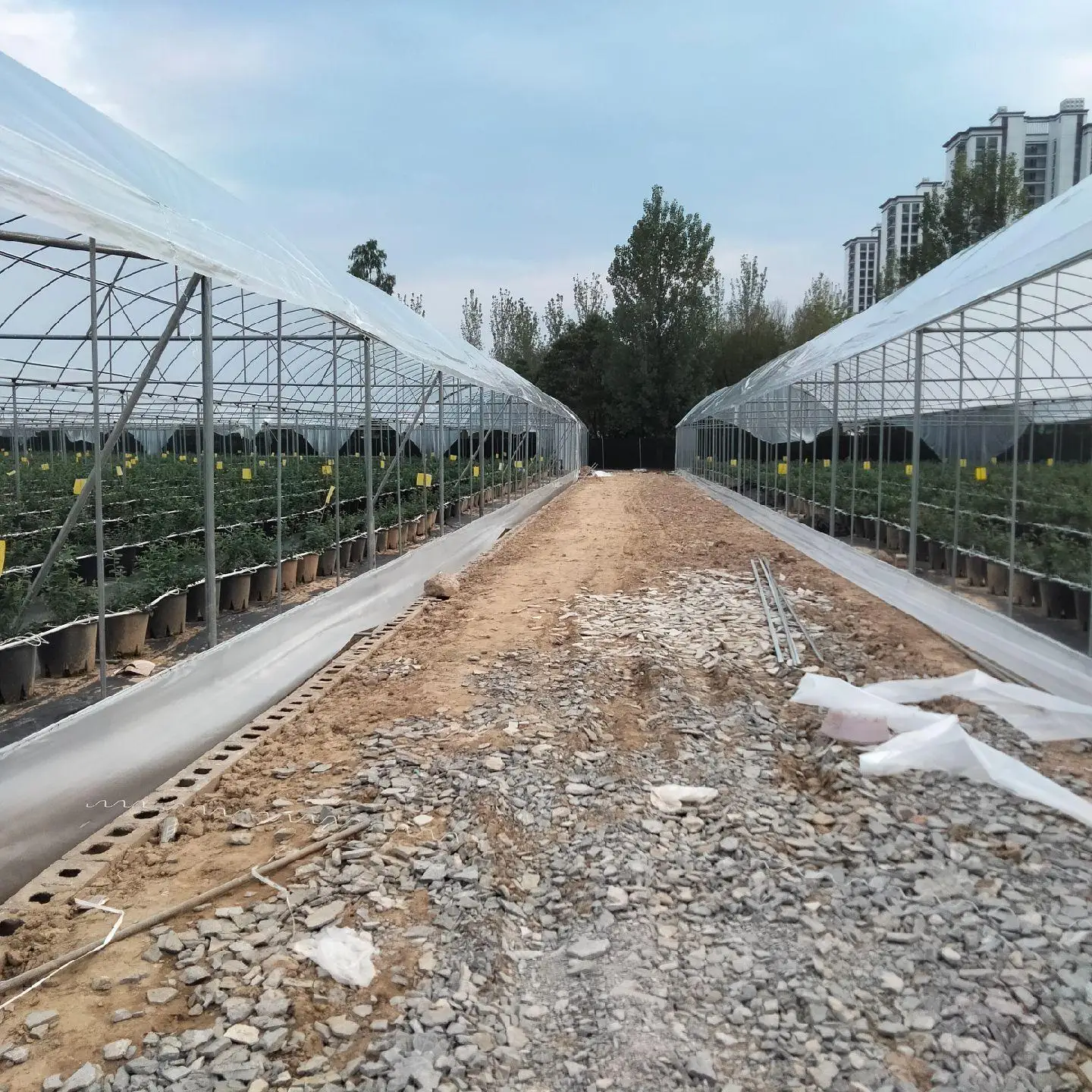 Agricultural Multi Span Plastic Po/PE Film Greenhouse for Vegetables with Cooling/Heating System