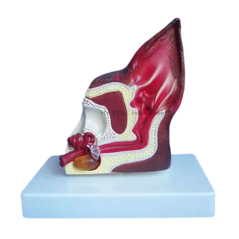 medical science plastic teaching and studying canine ear anatomical model