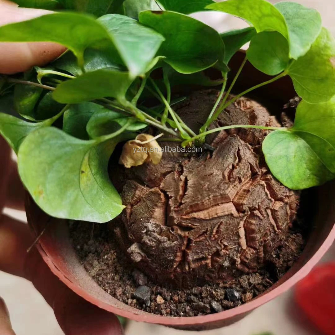 Оптовая продажа, кактус высокого качества, кактус, Dioscorea elephantipes, украшение для дома, офиса, кактусы, растения, живые красочные кактусы