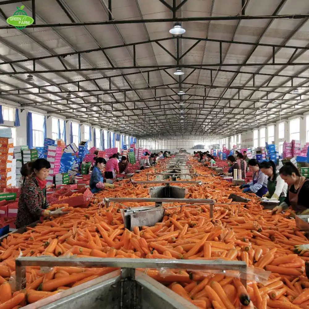 Свежая морковка из Китая