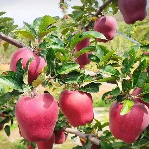 Organic Liquid Fertilize for Fruit trees