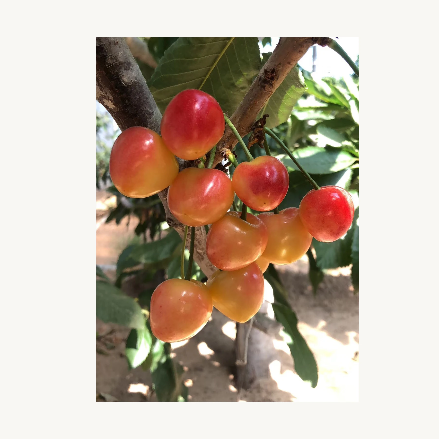 
Wholesale farm quality fresh fruit cherries 