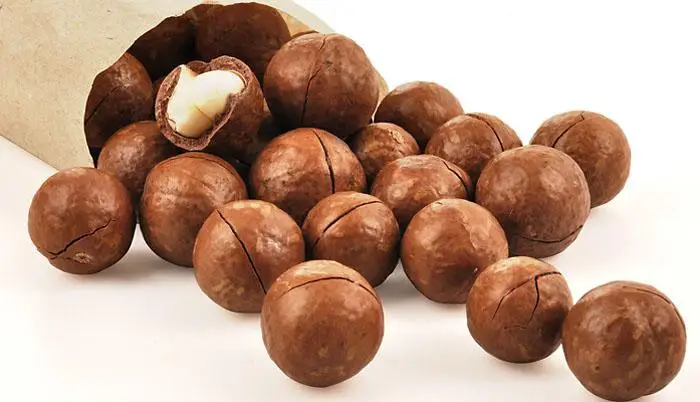 Орехи макадамии, Пищевая ценность, свежие Сушеные Орехи макадамии в скорлупе, лучшее качество и хорошая цена, распродажа