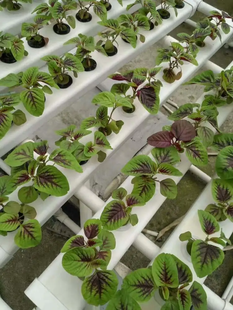 Hot Galvanizing Frame Multi-span  Glass  Hydroponic System Greenhouse /Hydroponic Greenhouse for Vegetables