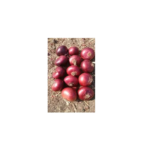 Indian Fresh  Red Onion  Fresh Onion Export from India