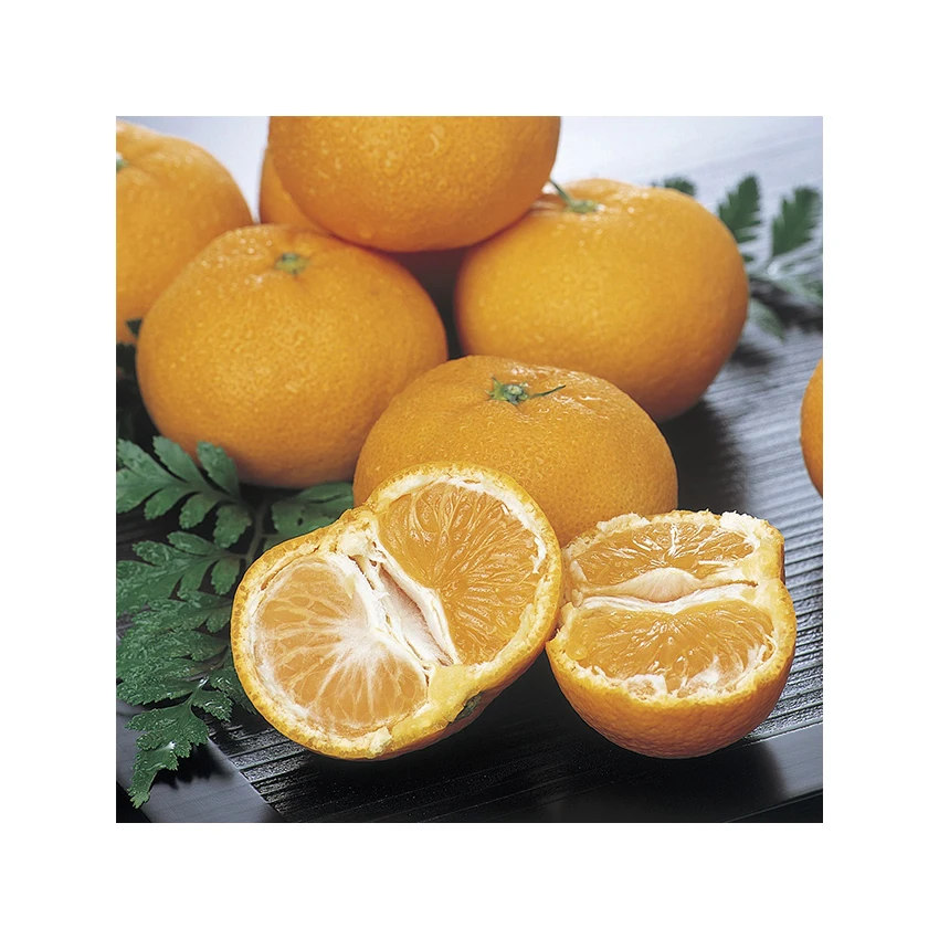 Japanese wholesale bulk smell citrus sinensis with good quality