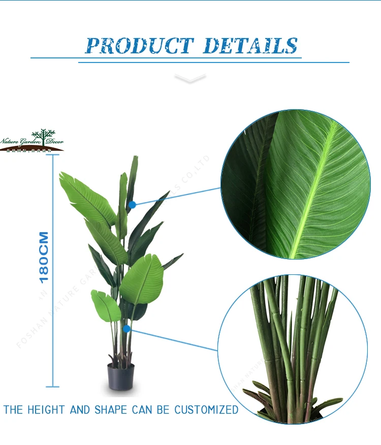 Tall Wood Banana Plant Bird of Paradise Tree For Garden