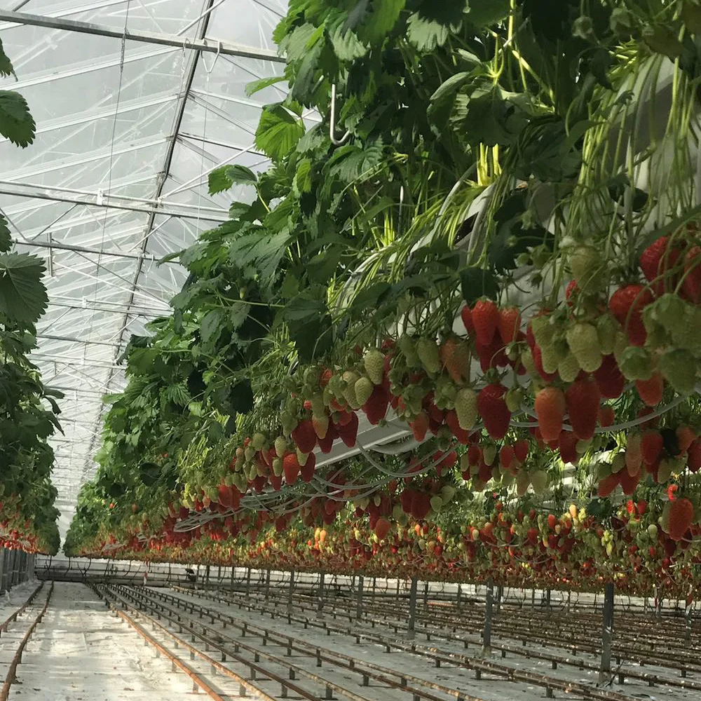 Hot Sale PVC Strawberry Gutter Greenhouse Nft Gully Hydroponic Greenhouse Growing System Tomato Growing Gutter