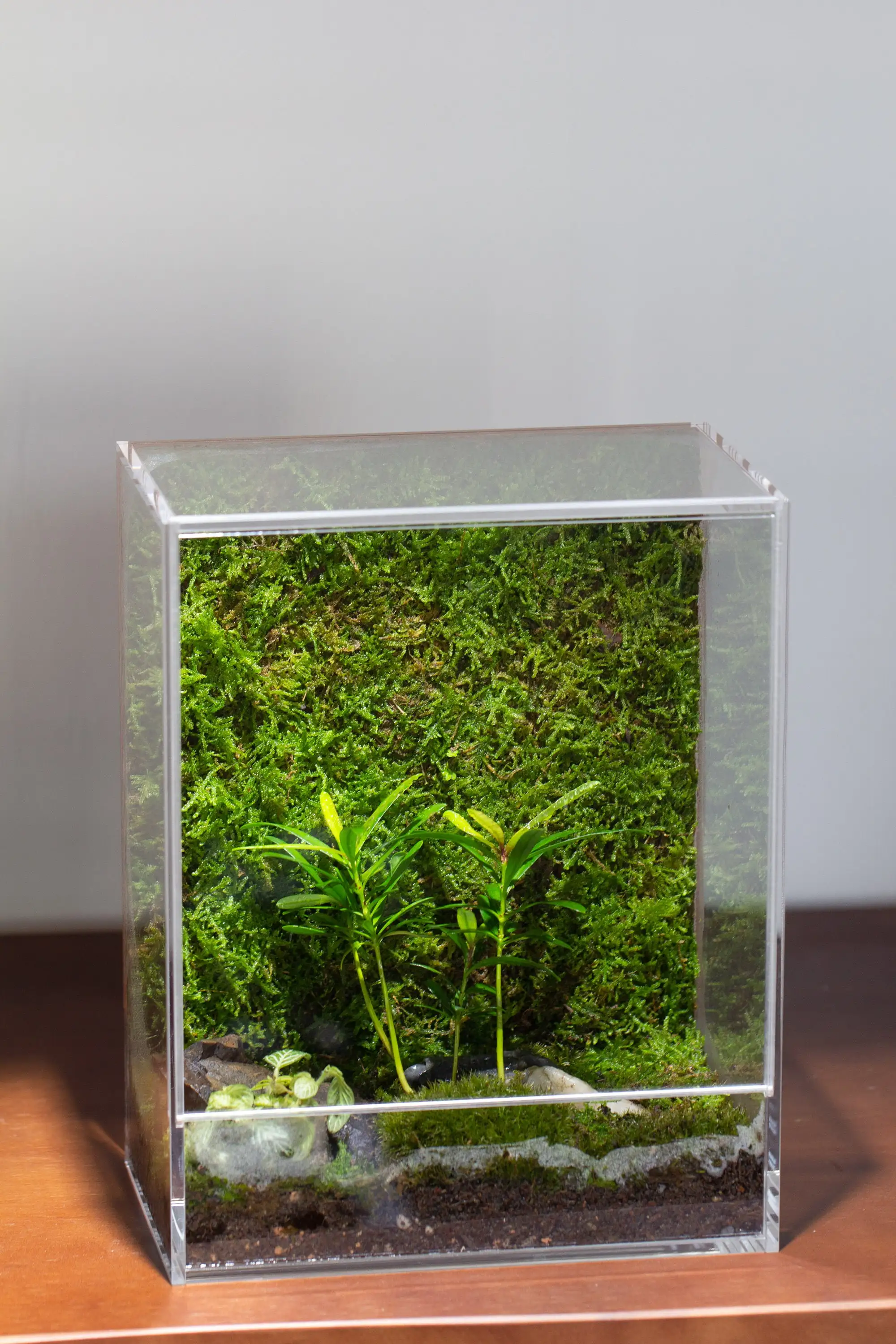 Handmade Water Tight Clear Extra Tall Acrylic Terrarium With Lid Geometric Glass Terrarium Wholesale