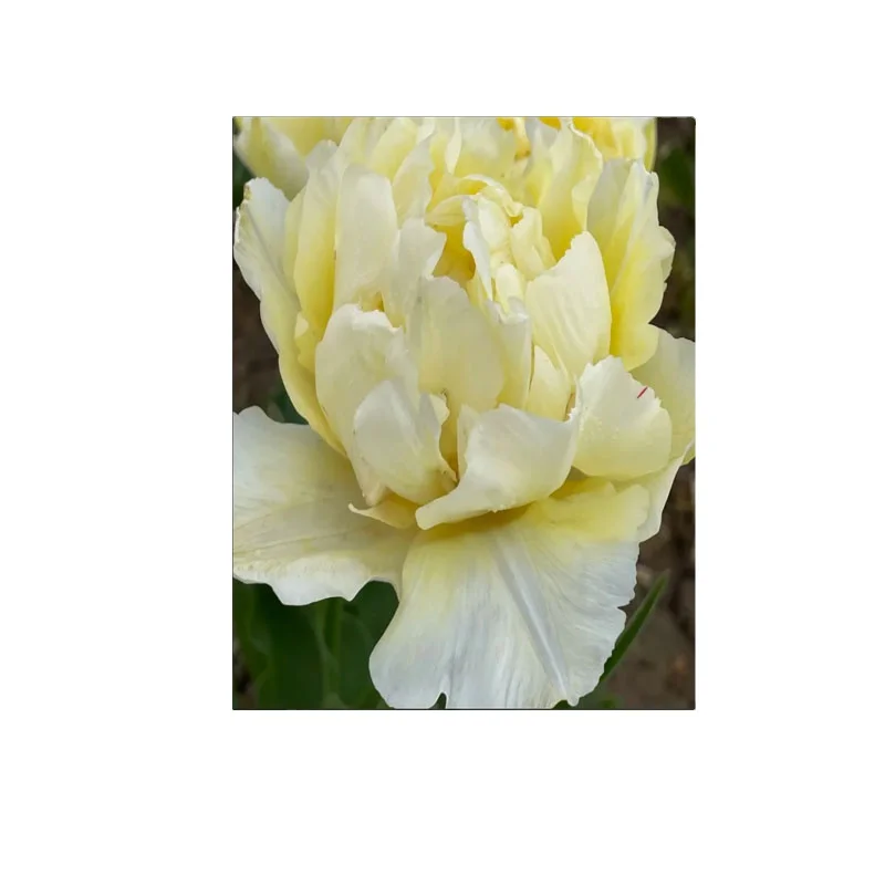 Spring Flowering Scented Tulip Bulb Collection-Peach Blossom Ballerina Avant Garde Exotic Emperor for Garden Planting