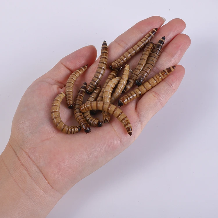 Chinese factory high nutritious Fresh superworm Fresh barley worm for your lovely pet