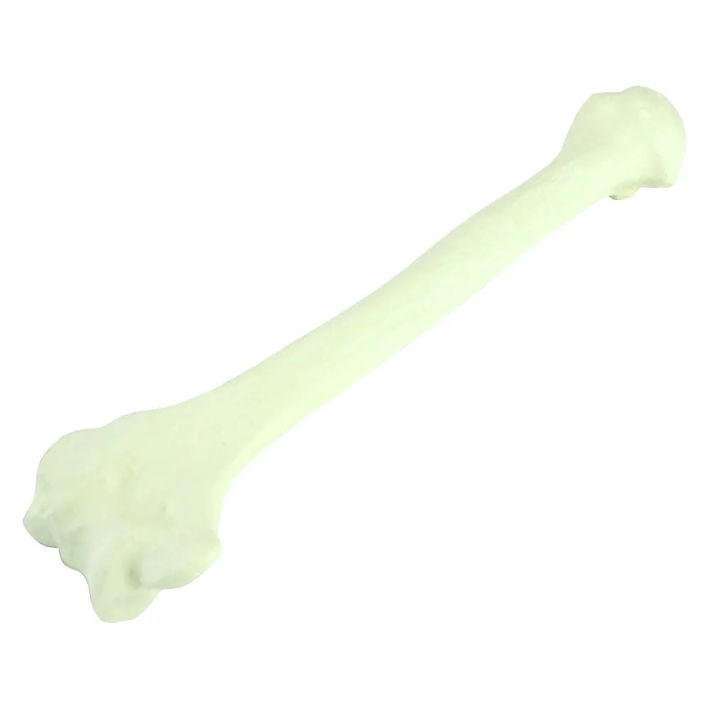 Life size human bones medical teaching loose bone model femur tibia limb bone model