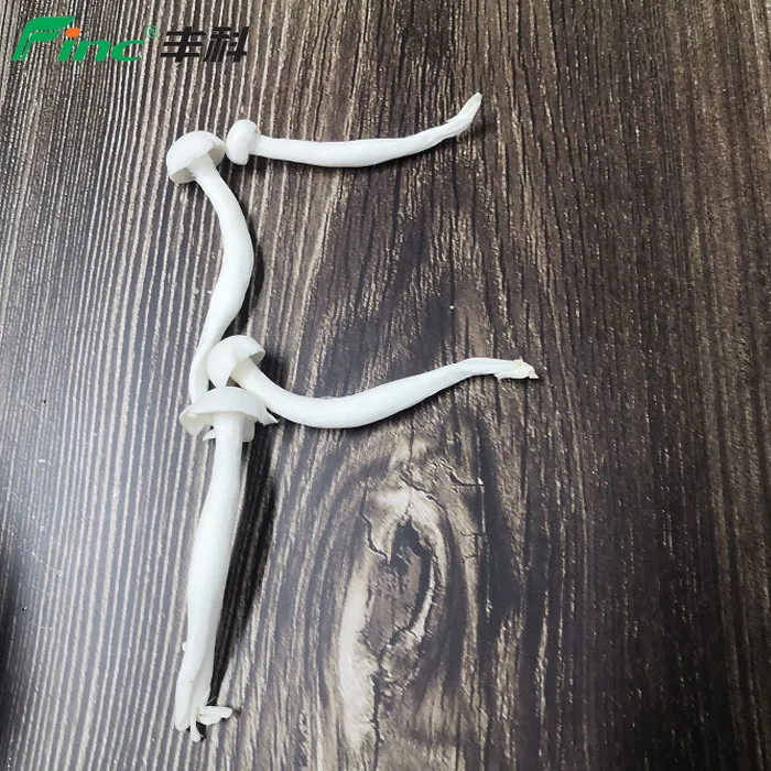 
Wholesale Nutritious Fresh Market Mushrooms 