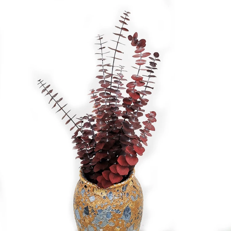 summer flora Original color wholesale Dried natural flower stem for New Year decoration preserved flower eucalyptus