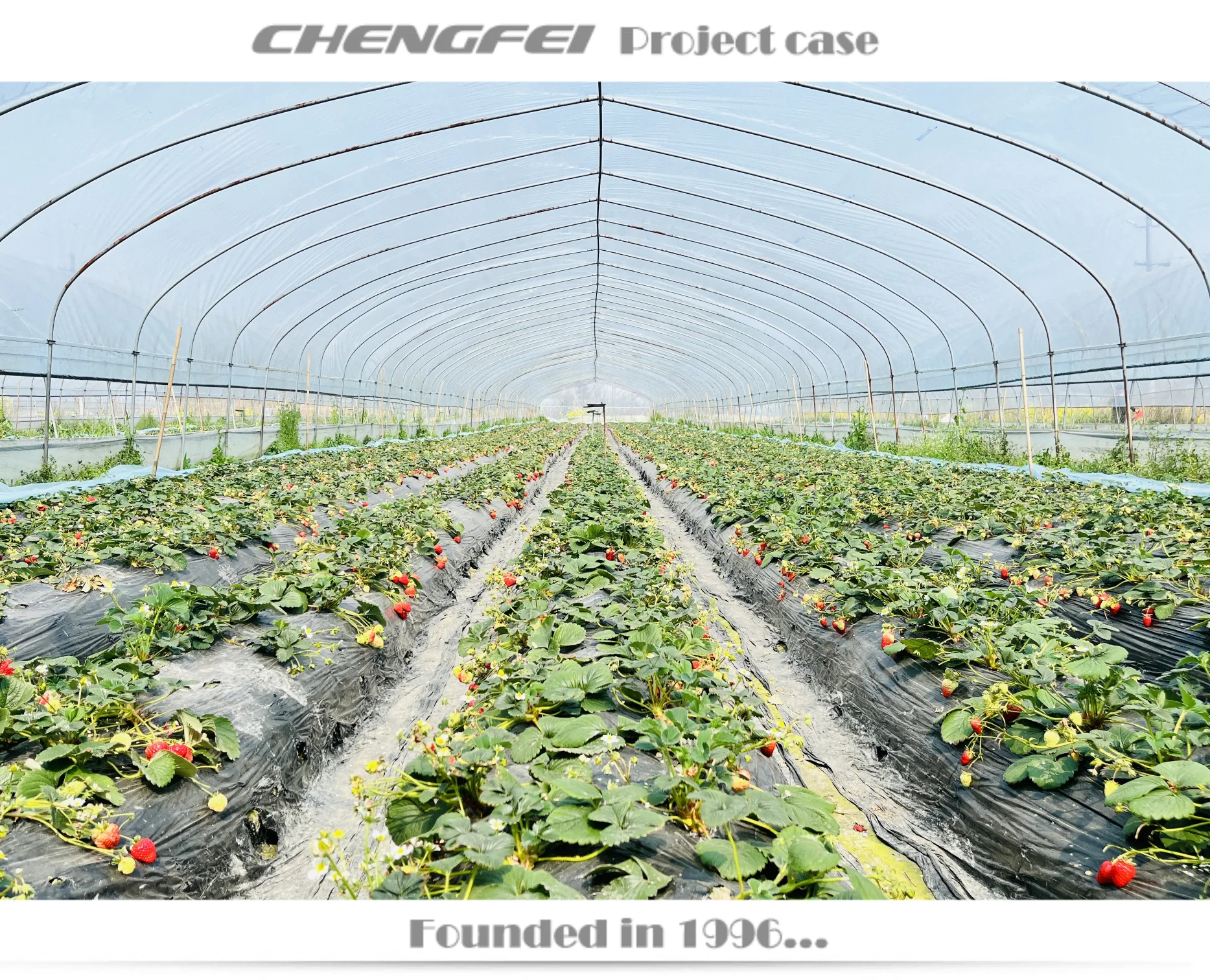 Commercial single span plastic film vegetable tomato strawberry flower price tunnel greenhouse for sale