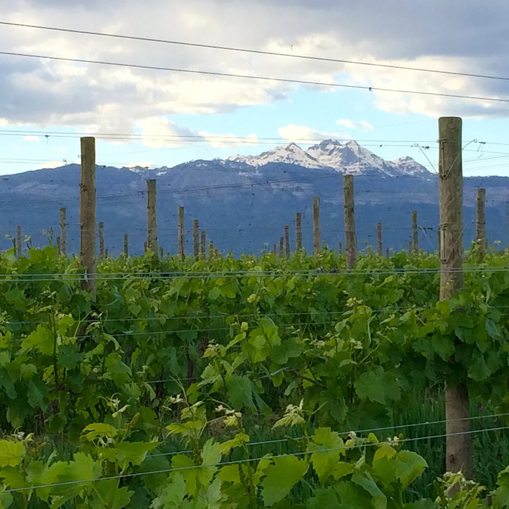 Перлая Роза высококачественное сияющее вино в итальянском стиле San Simone везо Doc Brut 750 мл для экспорта