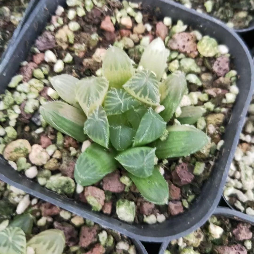 3-5cm Plant haworthia cooperivar.venusta Decor for Nursery Real  Indoor Outdoor Plants