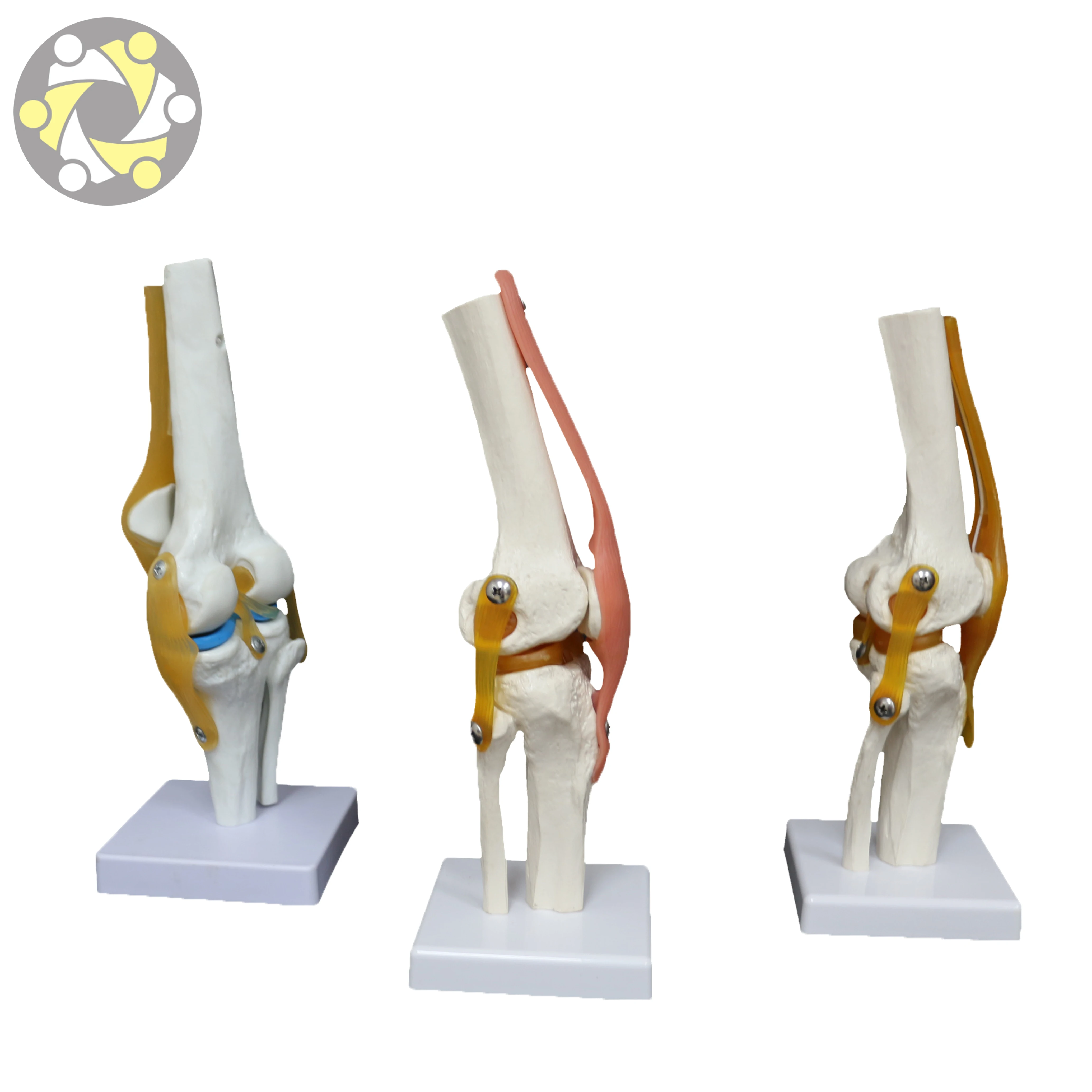 Medical Science Plastic Human Artificial Knee Joint Model with Ligament Anatomical Skeleton Model