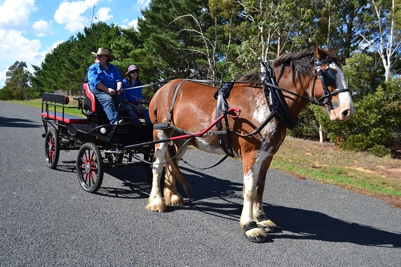 2024 New  Marathon Horse Training Carriage Equestrian Saddle ON SALE stock warehouse