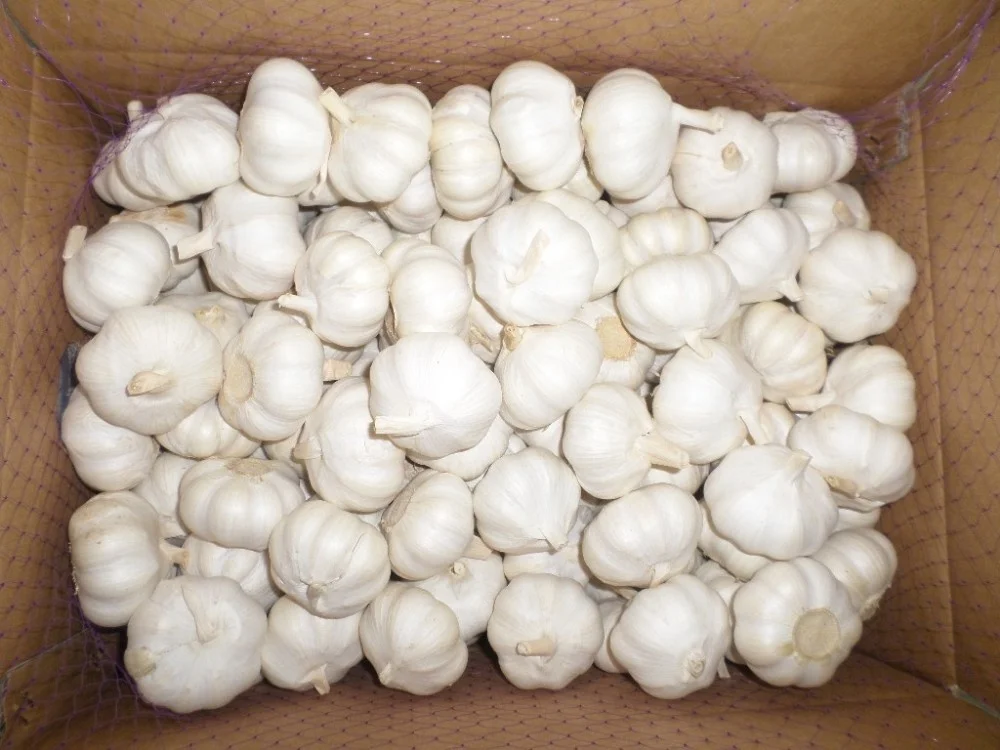 Big Garlic honan Agriculture seed companies onion and garlic storage santol
