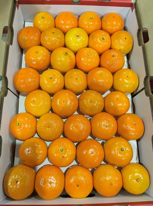 Factory New Citrus Orange New Crop Fresh Juicy Mandarin