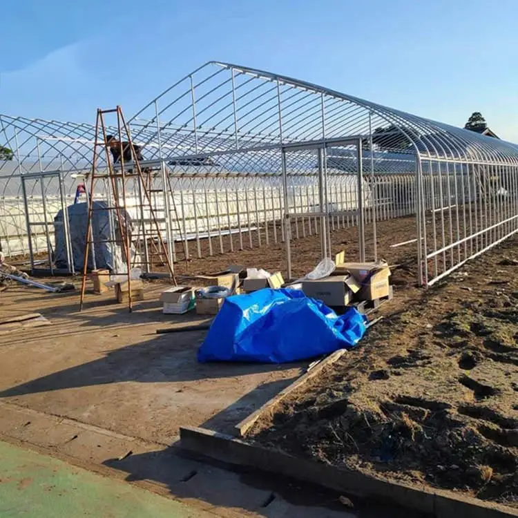 tunnel greenhouse (14).jpg