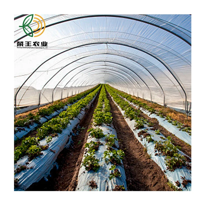Single span film greenhouse Single-span tunnel garden green house for sale