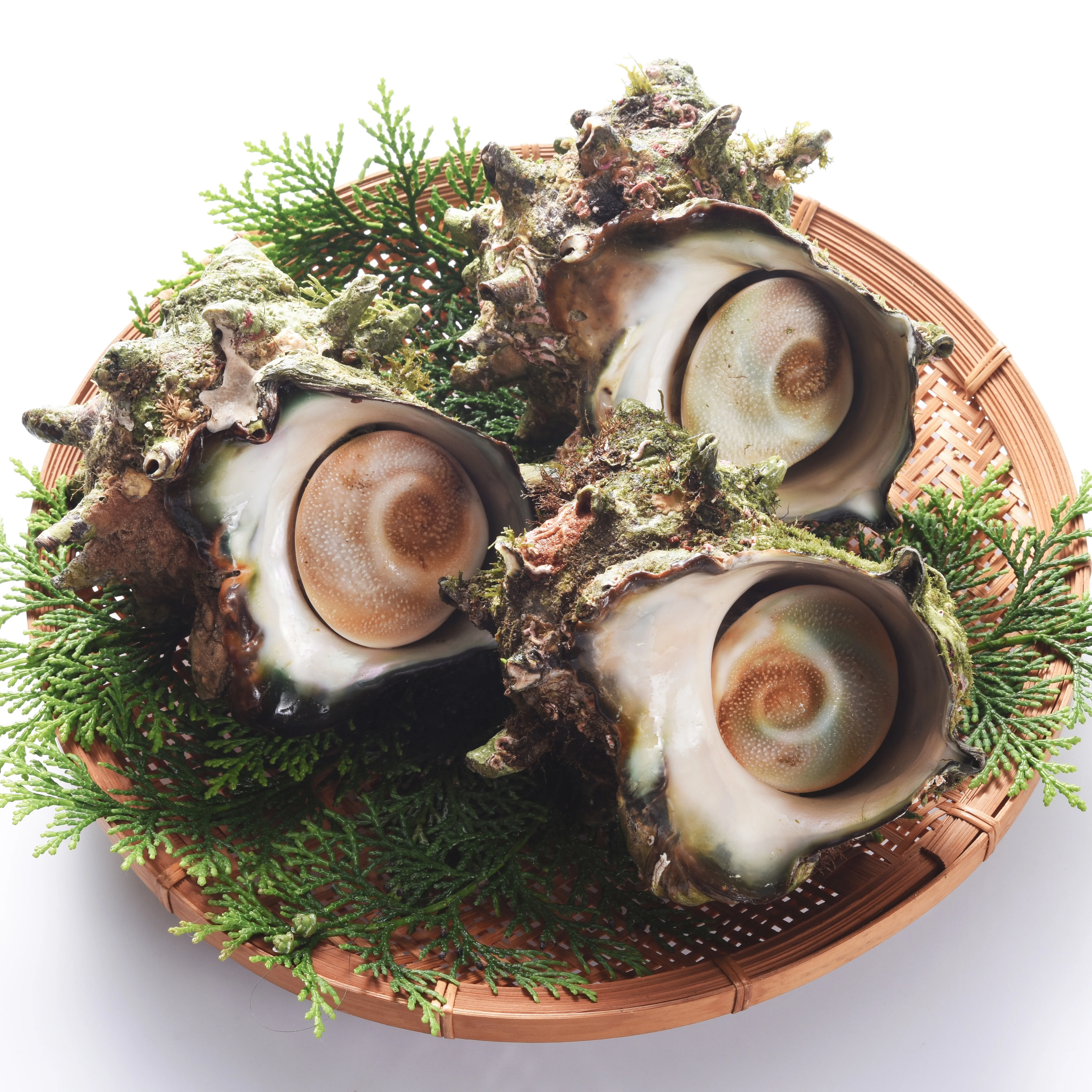 Версия подарочной коробки: вкусное мясо ракушки японские замороженные морепродукты