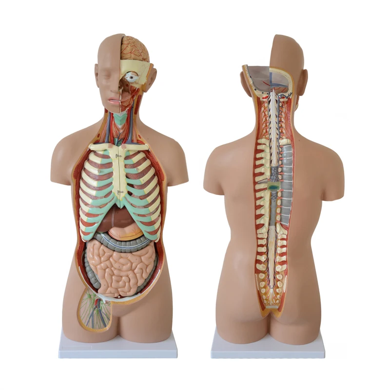 Medical Anatomy Model 85 cm Human Sexless Torso Model with 20 Parts
