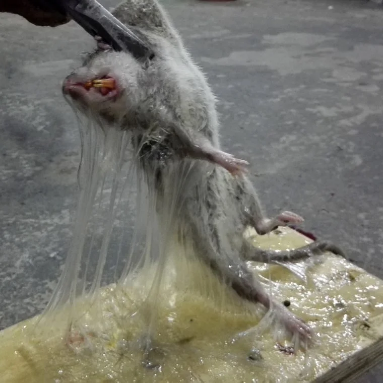 killing rats glue for mouse glue boards Mice Trap Sticky Glue hot melt adhesive