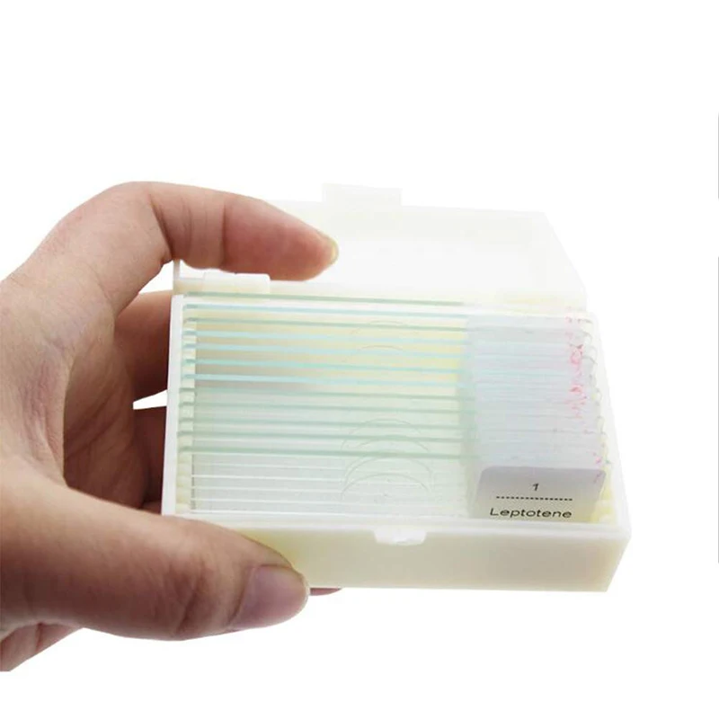 12 Pieces Onion Anther Meiosis Microscope Slide Plant Onion Meiosis Slides Set For Laboratory