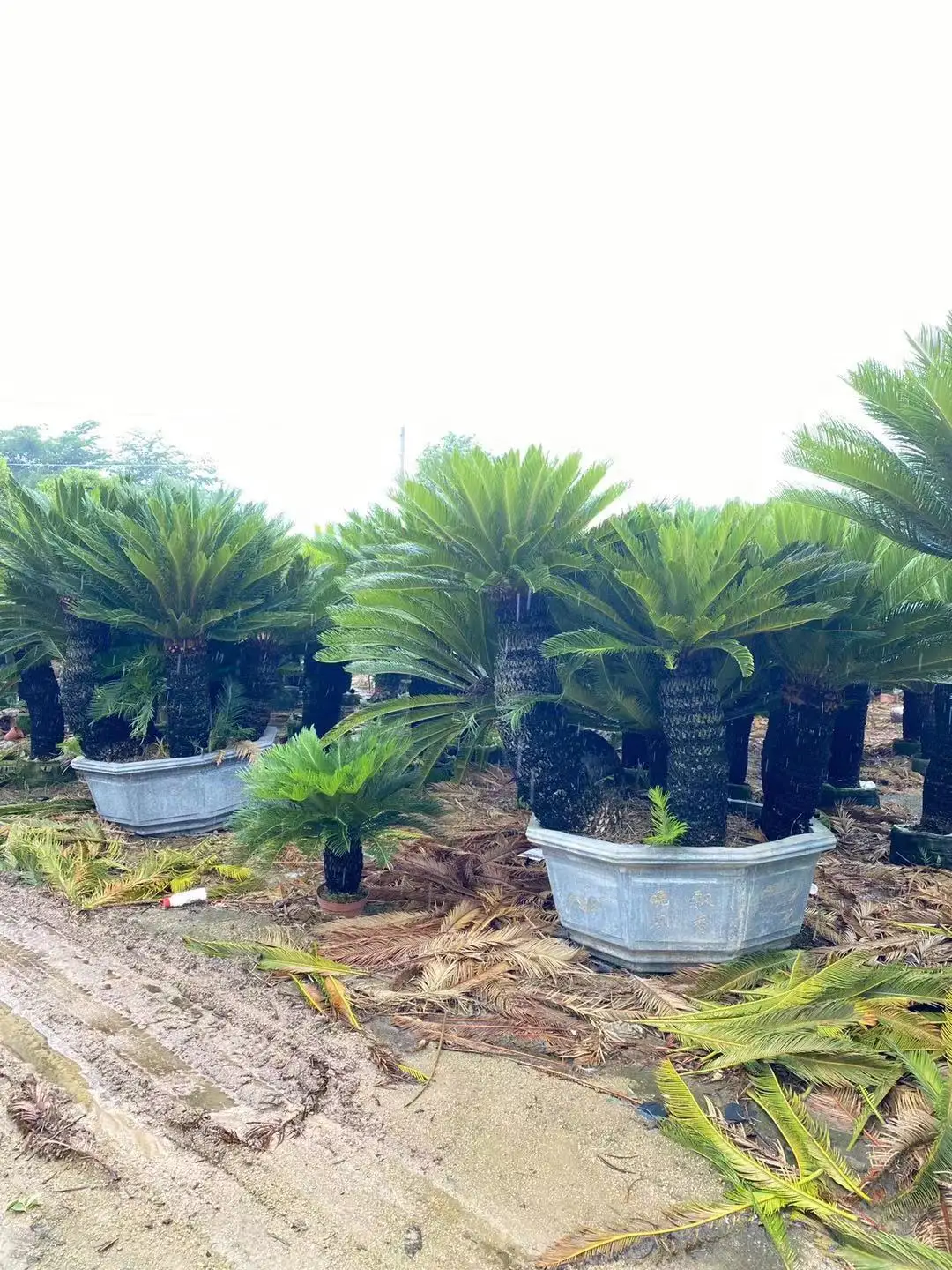 Мульти-головная Cycas Revoluta (Sago ладонь)