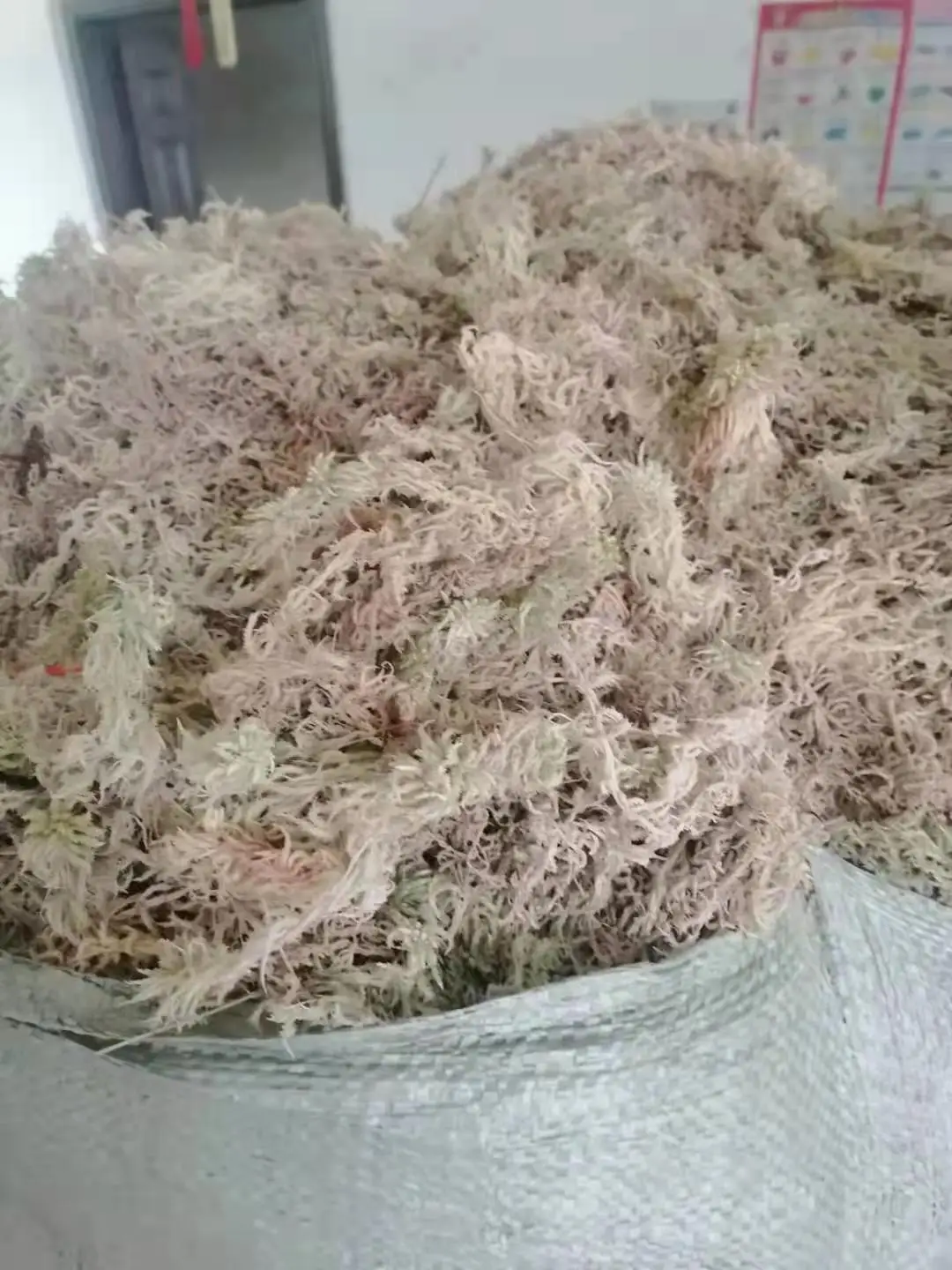 Chilean sphagnum moss long fiber sphagnum peat moss buy moss sphagnum