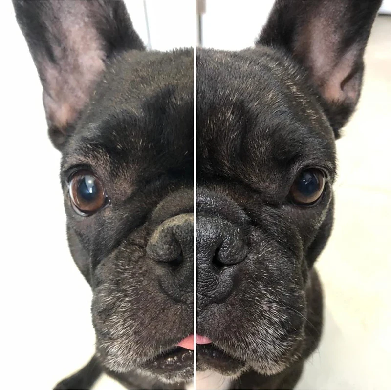 Private Label Dog Paw Balm Natural Dog Nose Heals Paw Wax Moisturizing Cracked Protectors Soothing Pad Lotion Pet Paw Balm