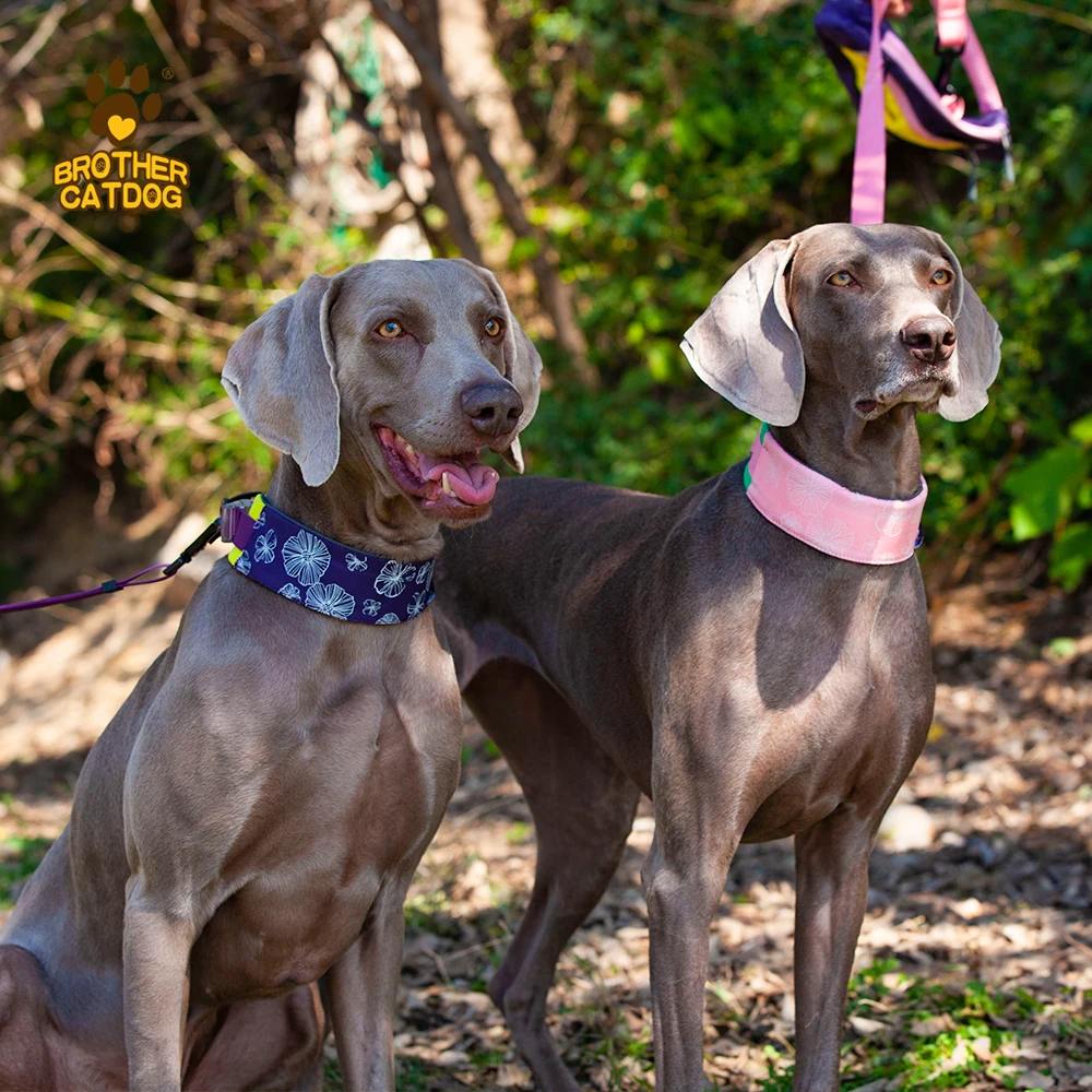 custom brand name Outdoor walk Dog Collar fashion color pet attractive dog collar