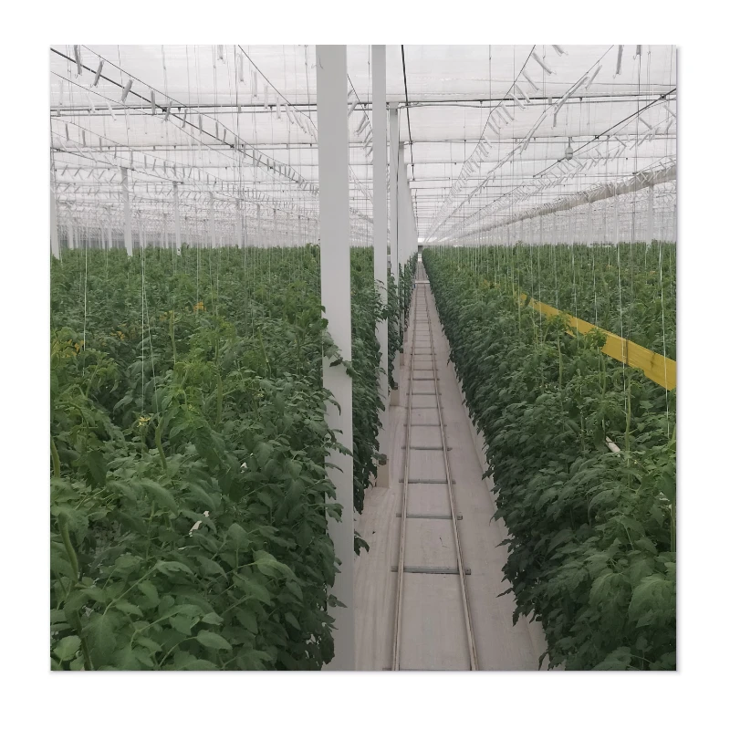 The Phoenix Greenhouses - Rise with Affordability, Durability and Wind Resistance